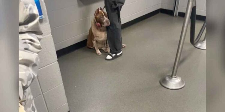 Un chien s'accroche à la jambe de son propriétaire dans un refuge, sachant qu'il est sur le point d'être abandonné 1 chien s accroche jambe son propriétaire refuge