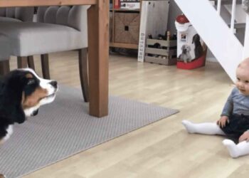 chiot et le bébé se rencontre pour la première fois