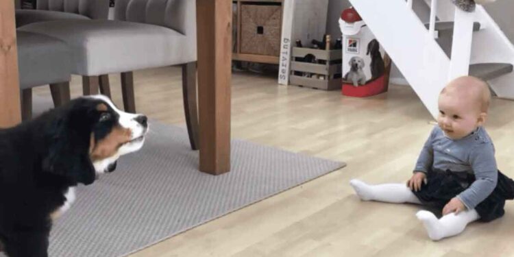 chiot et le bébé se rencontre pour la première fois