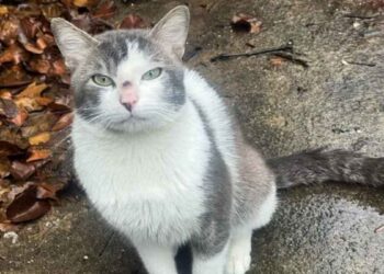 déménagé nouvelle maison plus besoin chat