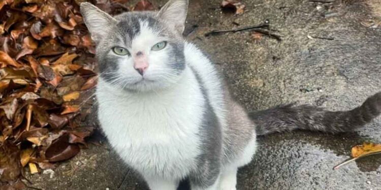 déménagé nouvelle maison plus besoin chat