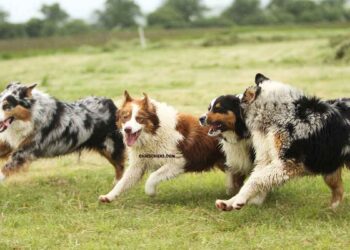 meilleures races compatibles avec un Berger Australien