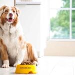 Comment nourrir un Berger Australien en fonction de son âge: un guide complet