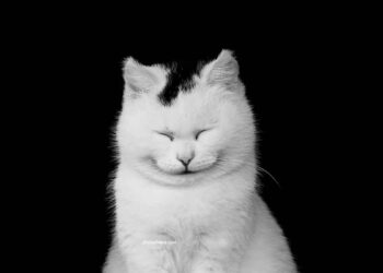 piliers d'un chat heureux