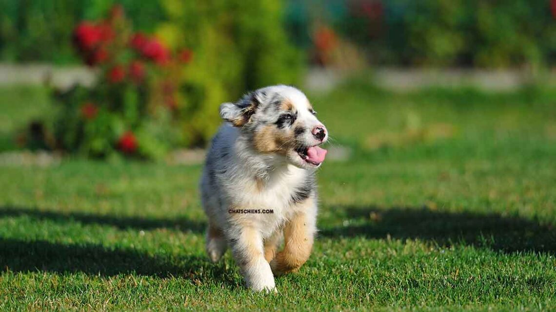 Comment se préparer à l'arrivée d'un chiot Berger Australien à la maison 1 préparer arrivée chiot Berger Australien maison