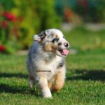 Comment se préparer à l'arrivée d'un chiot Berger Australien à la maison