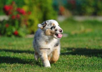 Comment se préparer à l'arrivée d'un chiot Berger Australien à la maison 3 préparer arrivée chiot Berger Australien maison