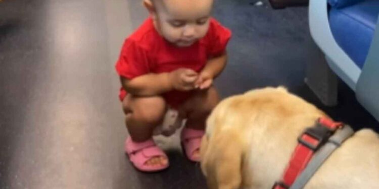 La réaction inhabituelle d'un chien face à un petit enfant. Les passagers étaient étonnés 1 réaction inhabituelle chien face à un petit enfant