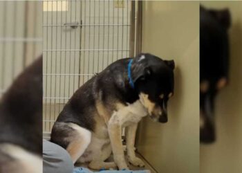 Ce chien au cœur brisé ne pouvait s’empêcher de fixer le mur après avoir été ramené au refuge
