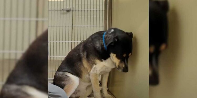 Ce chien au cœur brisé ne pouvait s’empêcher de fixer le mur après avoir été ramené au refuge