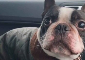 Ce n’était pas ainsi que ce chien imaginait marcher sous la pluie