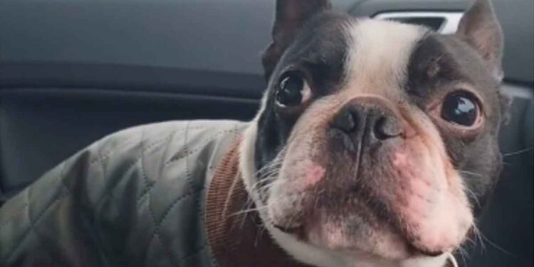 Ce n’était pas ainsi que ce chien imaginait marcher sous la pluie