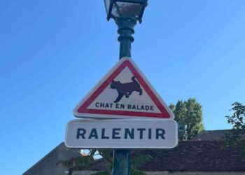 Chat en balade