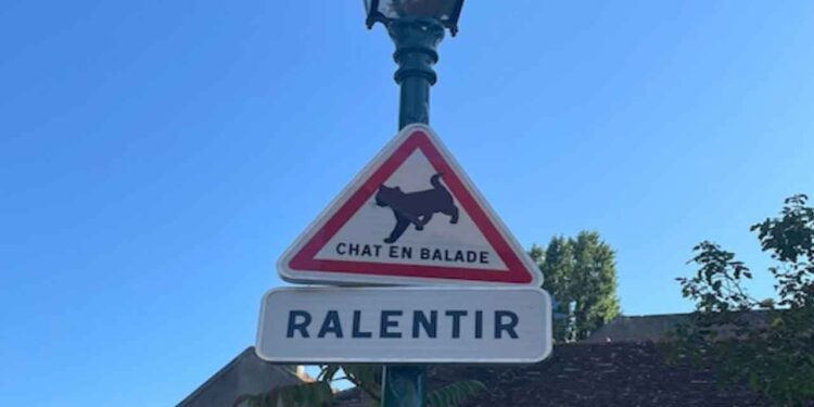 Chat en balade