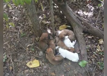 Des randonneurs abandonnent leur aventure pour sauver un « groupe de chiots » retrouvé au fond des bois