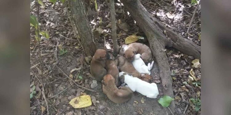 Des randonneurs abandonnent leur aventure pour sauver un « groupe de chiots » retrouvé au fond des bois
