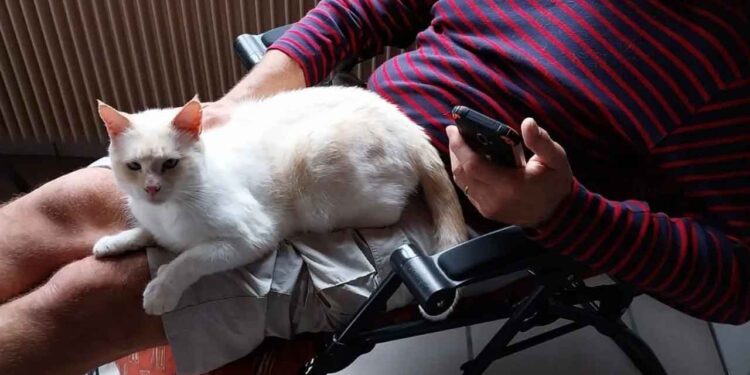 Ils ont voyagé à travers la France pour retrouver leur chat perdu en Charente-Maritime 1 Ils ont voyagé à travers la France pour retrouver leur chat perdu en Charente-Maritime