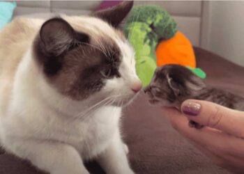 Le chat a vu le chaton pour la première fois