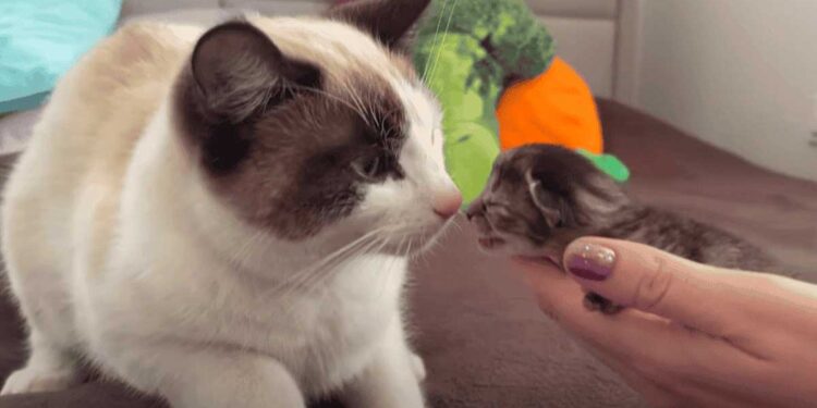 Le chat a vu le chaton pour la première fois