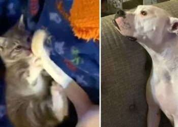 Le chaton prend la queue du chien pour un jouet