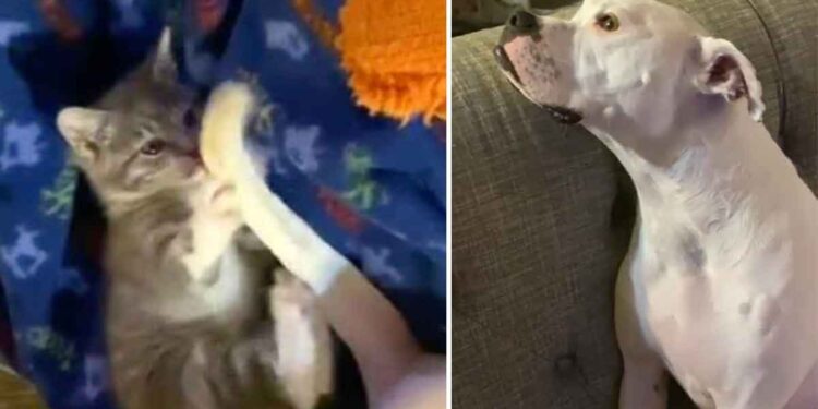 Le chaton prend la queue du chien pour un jouet