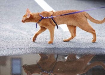 Le premier chat guide abandonne son maître lors de sa première promenade