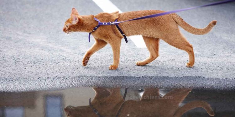 Le premier chat guide abandonne son maître lors de sa première promenade