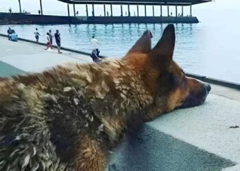 Mukhtar le chien fidèle qui a attendu douze ans le retour de son maître disparu en mer