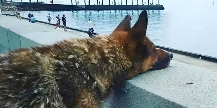 Mukhtar le chien fidèle qui a attendu douze ans le retour de son maître disparu en mer