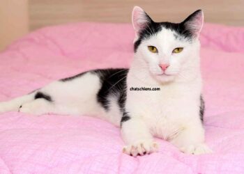 Pourquoi mon chat pétrit-il sur moi