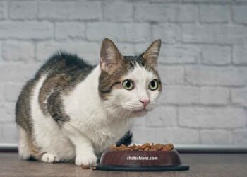 Pourquoi mon chat regarde-t-il les murs pendant des heures