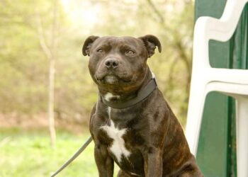 550 € plus tard, une propriétaire de chien découvre la véritable raison de l'urgence de son chien