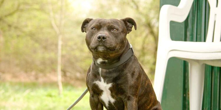 550 € plus tard, une propriétaire de chien découvre la véritable raison de l'urgence de son chien