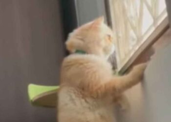Un chat curieux surprend les voisins se disputer