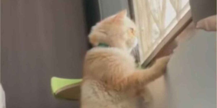Un chat curieux surprend les voisins se disputer