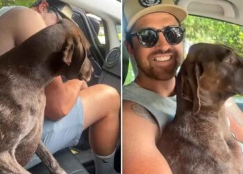 Un chien refuse de céder le siège avant, ne laissant à sa propriétaire d’autre choix que de partager