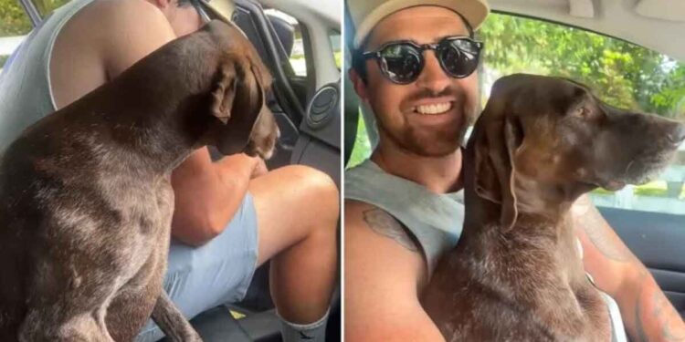 Un chien refuse de céder le siège avant, ne laissant à sa propriétaire d’autre choix que de partager