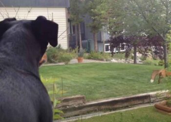 Un renard rusé a volé le jouet d'un chien. Ce dernier ne semblait pas content de ça