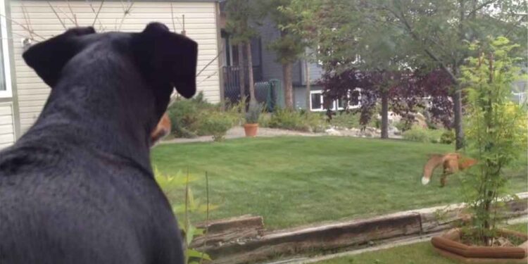 Un renard rusé a volé le jouet d'un chien. Ce dernier ne semblait pas content de ça