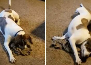 Un soldat envoie un cadeau spécial à sa maison