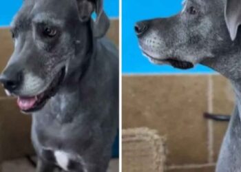 Une chienne âgée attend le retour de son propriétaire après avoir été abandonnée