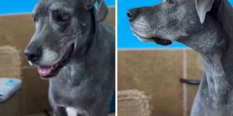 Une chienne âgée attend le retour de son propriétaire après avoir été abandonnée