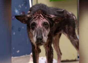 Une créature ridée ressemblant à un loup se transforme complètement après avoir été aimée