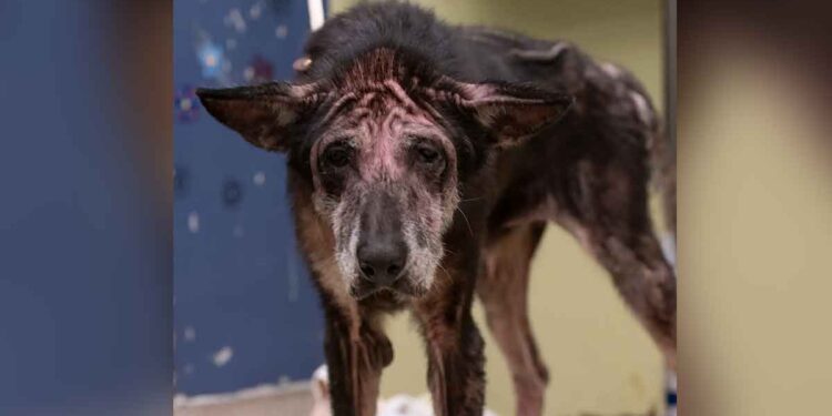 Une créature ridée ressemblant à un loup se transforme complètement après avoir été aimée