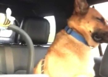 chien de berger s'est retrouvé dans la voiture avec un bébé qui pleurait