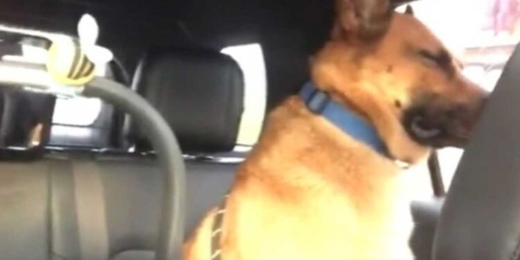 Le chien de berger s'est retrouvé dans la voiture avec un bébé qui pleurait. La réaction est devenue virale 1 chien de berger s'est retrouvé dans la voiture avec un bébé qui pleurait