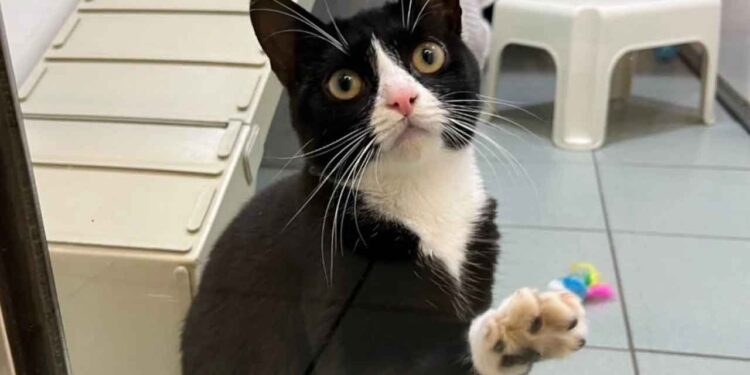 Abandonné : incapable de monter dans le bus avec son chat, sa propriétaire l'abandonne, laissant le félin en attente d'une nouvelle famille 1 incapable de monter dans le bus avec son chat, sa propriétaire l'abandonne, laissant le félin en attente d'une nouvelle famille