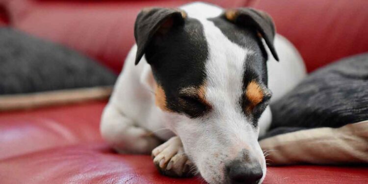 Alerte à Loon-Plage Une vague d'empoisonnements inquiète propriétaires et vétérinaires