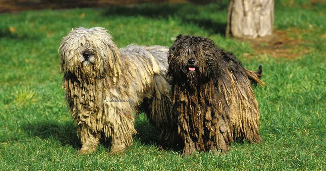 Berger de Bergame chien