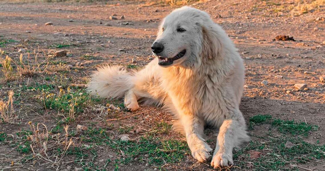 Berger de Maremme et des Abruzzes